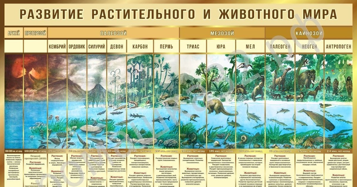 Таблица периодов: Геохронологическая шкала: эпохи, периоды, эры, эоны ...