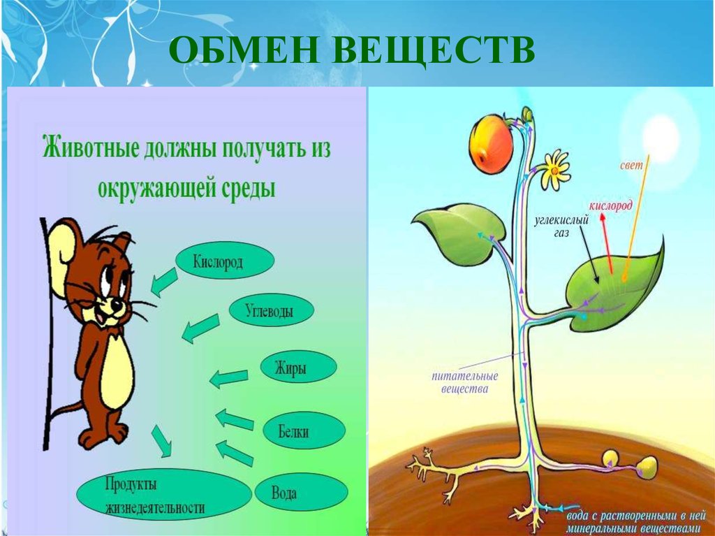 В живых клетках растений постоянно происходит обмен веществ и энергии проанализируйте рисунок 110