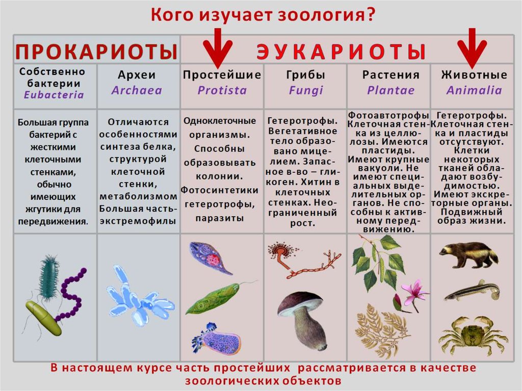 Определите к какому надцарству царству относят организм изображенный на рисунке какой тип питания