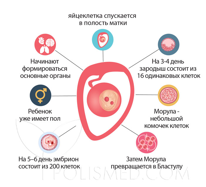 Доноры яйцеклеток с фото санкт петербург