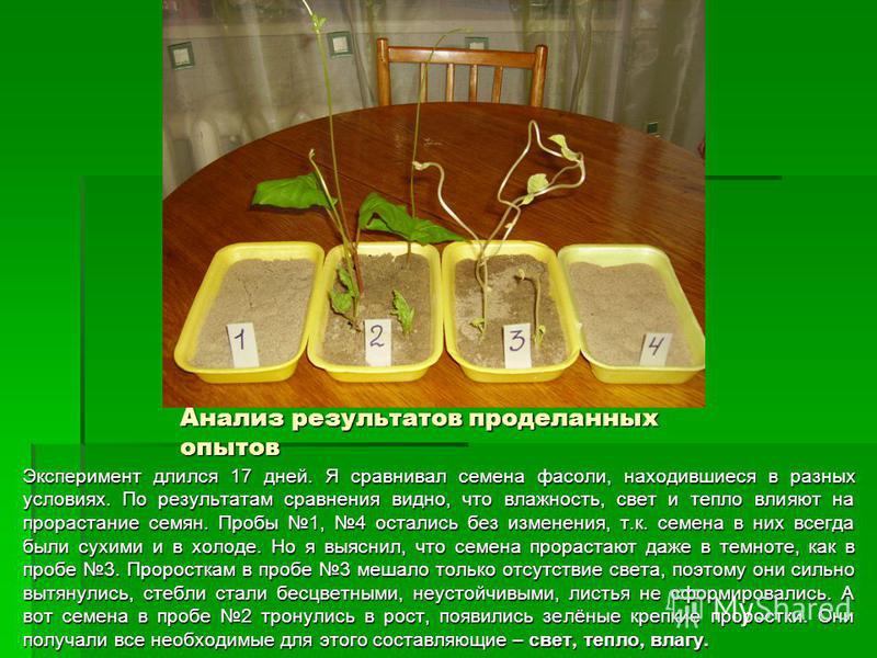 Экспериментатор изучал влияние условий выращивания. Семена фасоли эксперимент проращивание. Опыт прорастание семян 6 класс биология. Прорастание огурец прорастание семян. Эксперимент по биологии 6 класс прорастание семян огурцов.