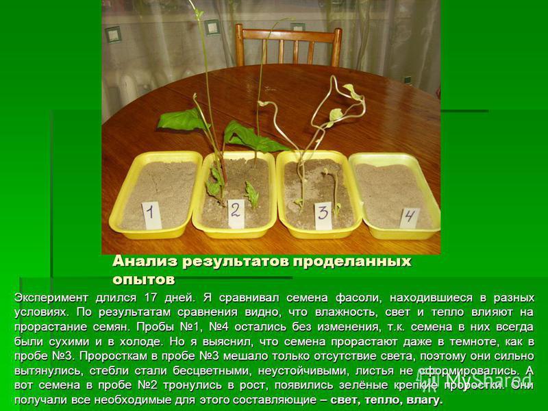 Презентация выращивание фасоли