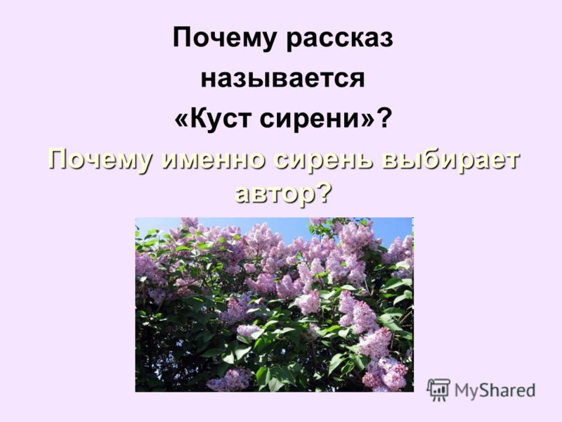 Почему рассказ назван куст сирени. Куст сирени Куприн. Куприн сирень. Куст сирени Бунин.