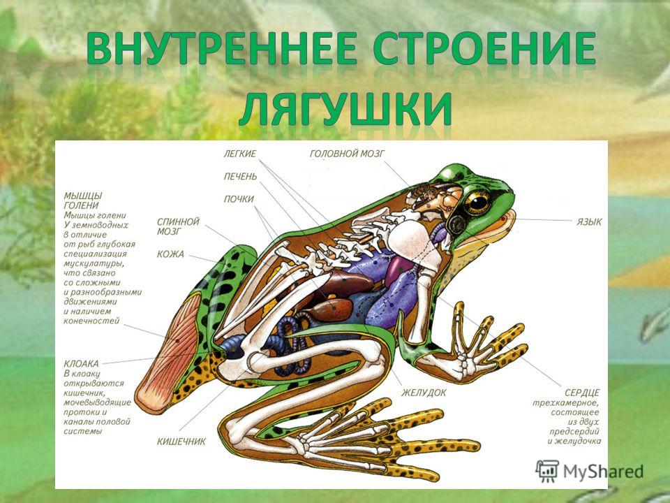 Проект по биологии лягушки