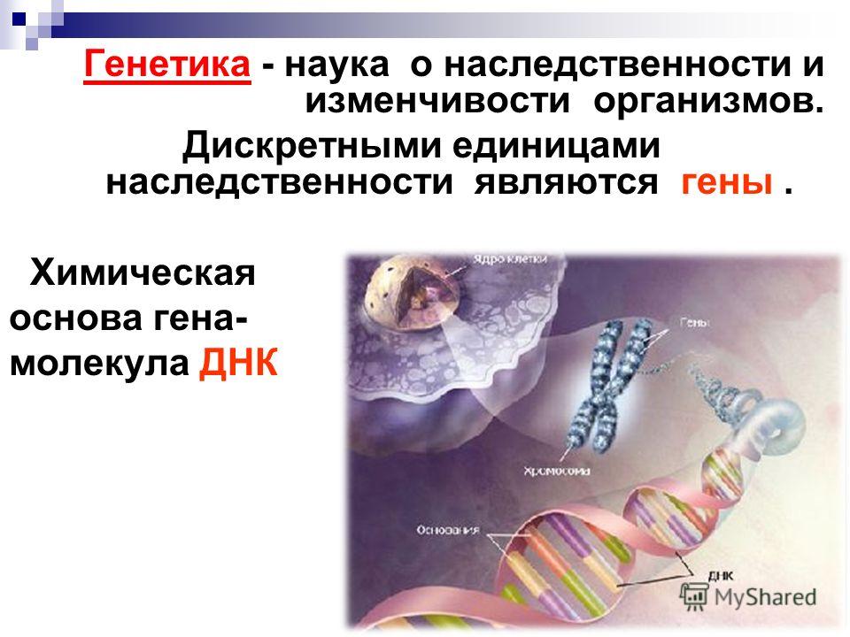 Генетика как наука. Генетика наука о наследственности. Генетика наука о наследственности и изменчивости организмов. Представления о наследственности. Гены наследственность.