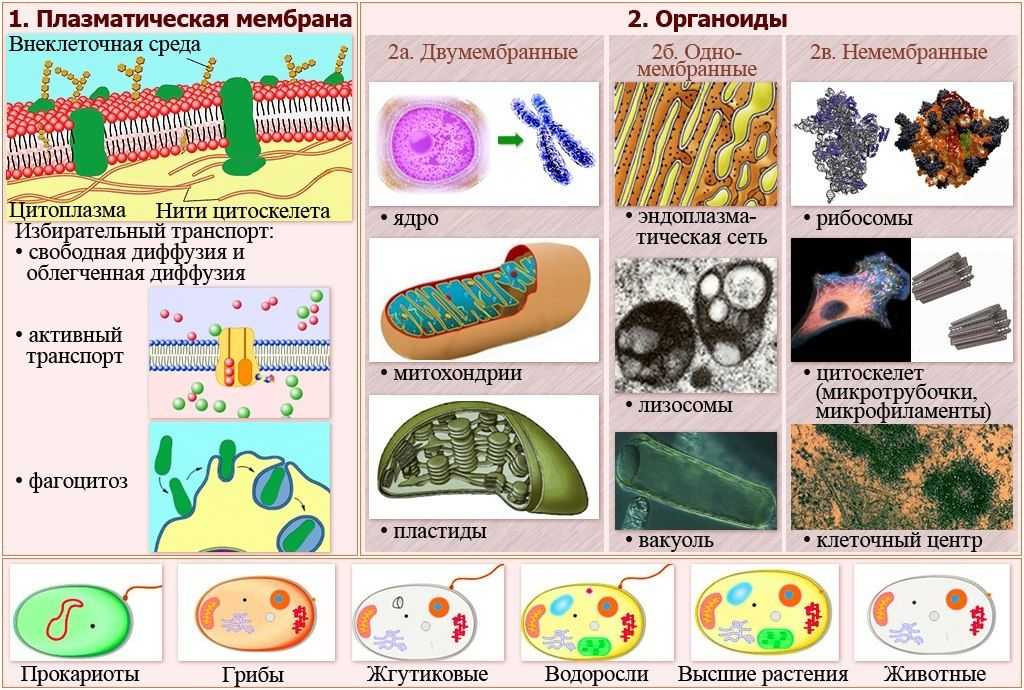 Все картинки для егэ по биологии с подписями