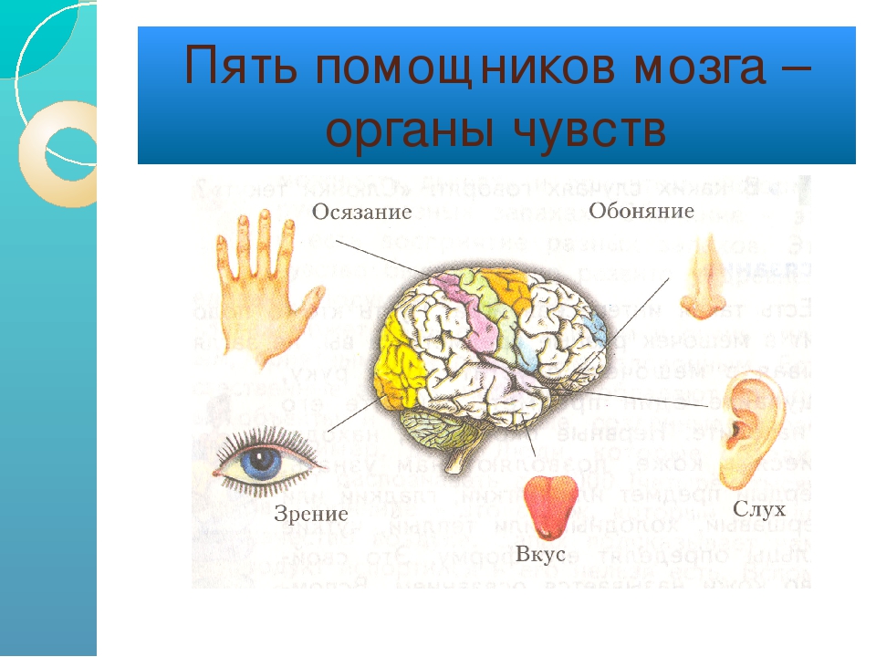 4 органа чувств