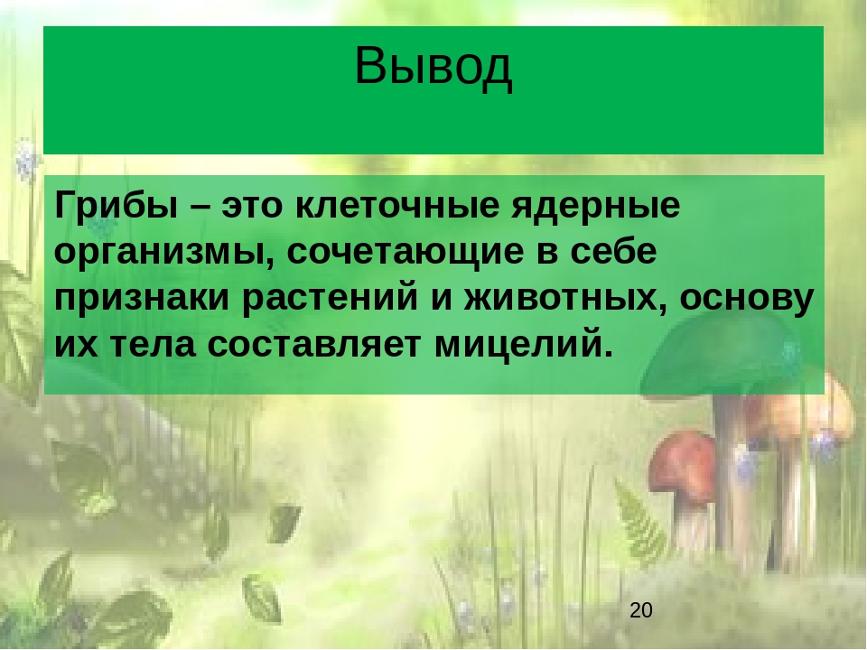 Исследовательская работа по биологии 6 класс готовые проекты грибы