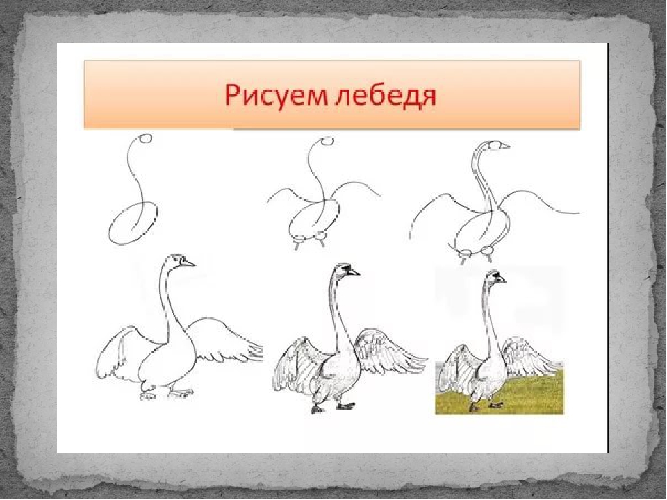 Поэтапное рисование 2 класс презентация. Поэтапное рисование презентация. Урок рисования 2 класс. Птицы изо 1 класс. Изо 2 класс птицы.