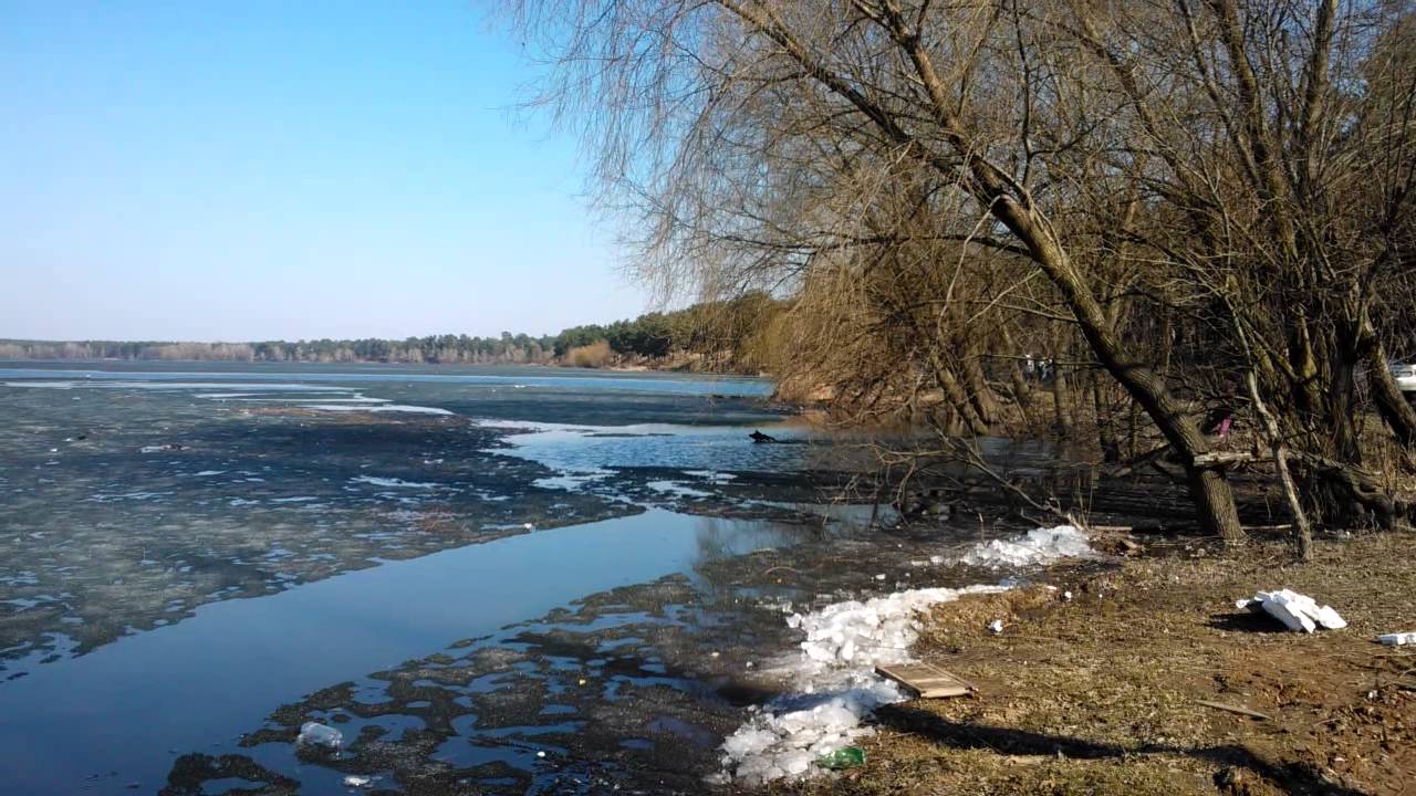 Лесной массив киев