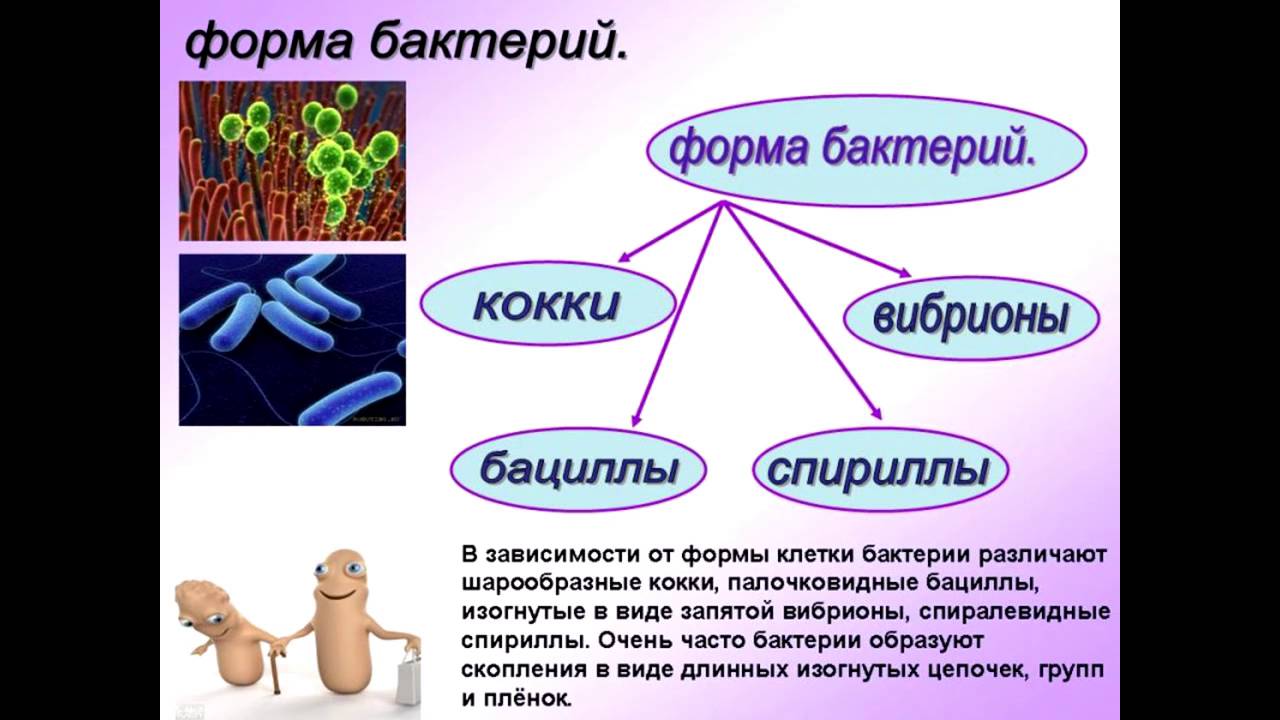 Информация про биологию. Бактерии доклад 6 класс биология. Бактерии проект. Презентация на тему микробы. Бактерии презентация.