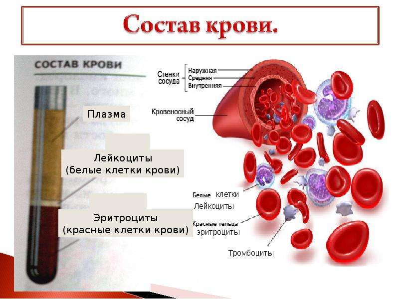 Функции крови картинки