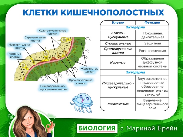 План изучения биологии с нуля самостоятельно