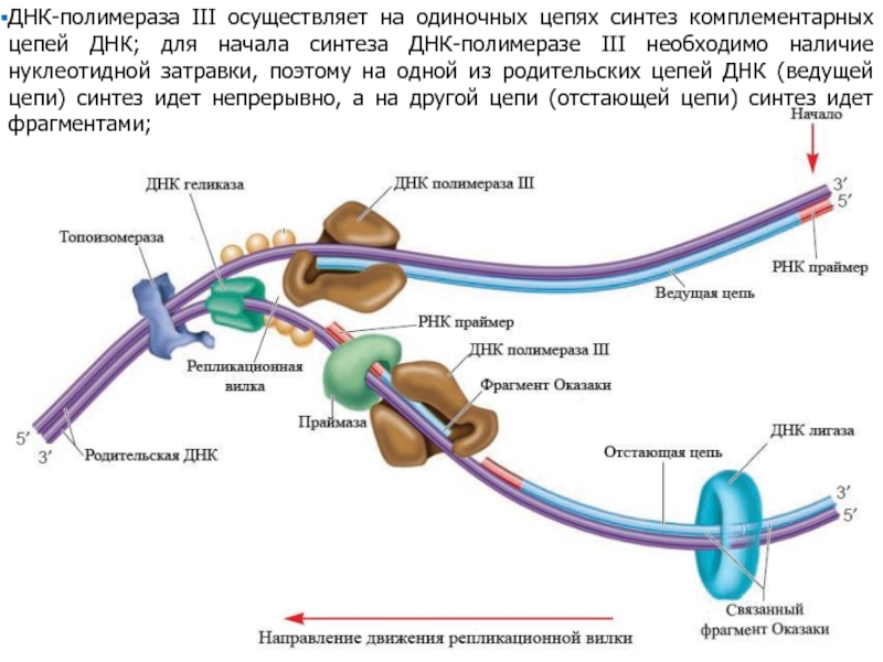 Передача днк телефон как свезаца