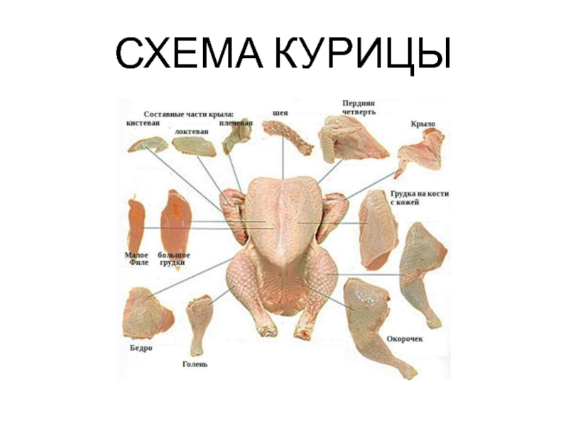 Схема разделки курицы