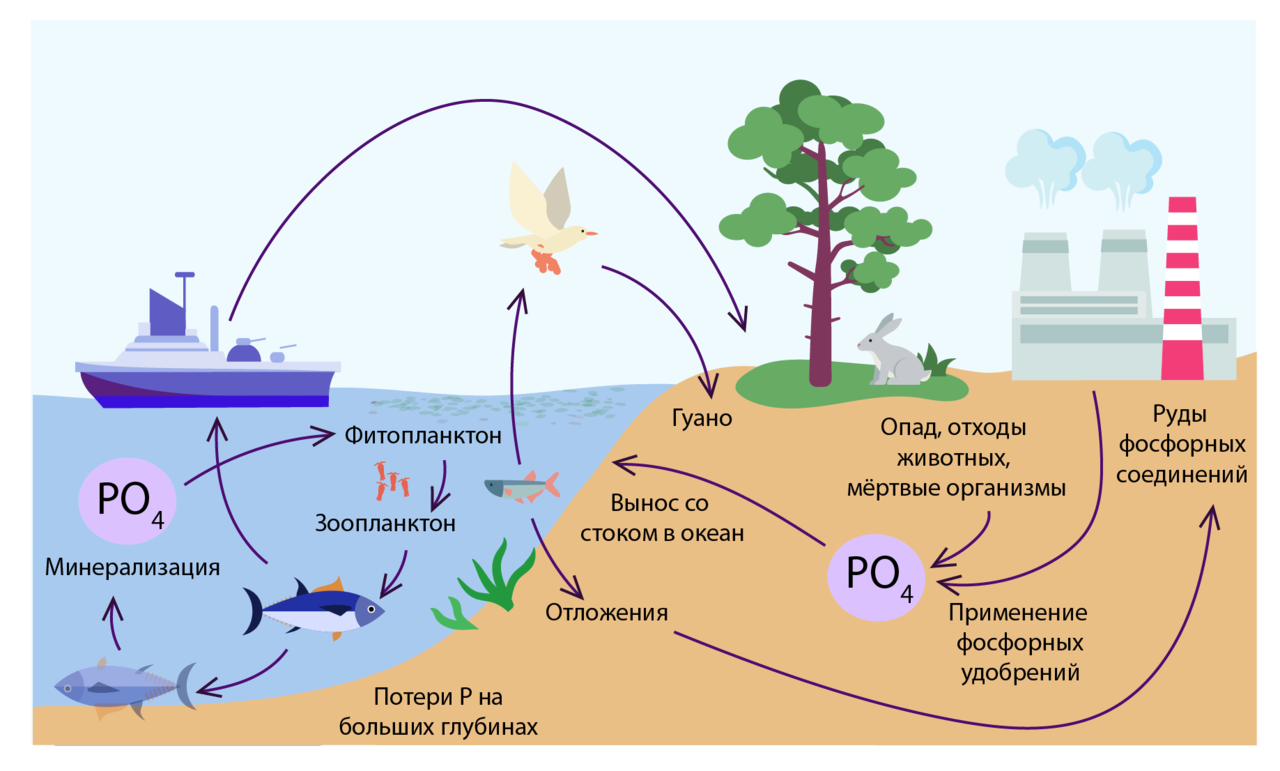 Круговорот углерода и фосфора. Круговорот веществ фосфора схема. Биогеохимический цикл фосфора рисунок. Схема круговорота углерода и фосфора.