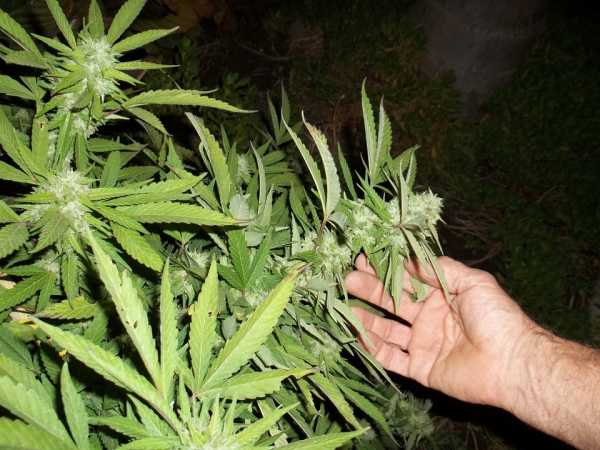 статья легализация марихуаны
