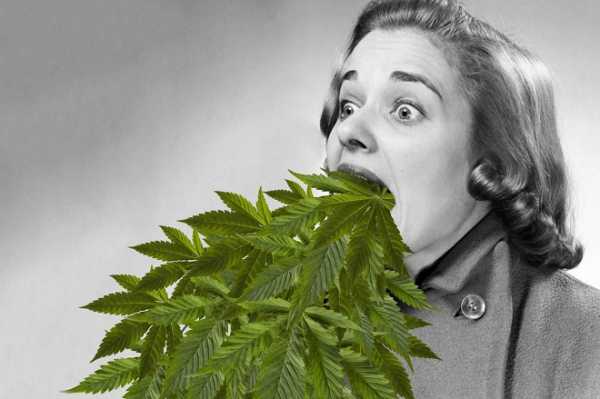 семена марихуаны легальны