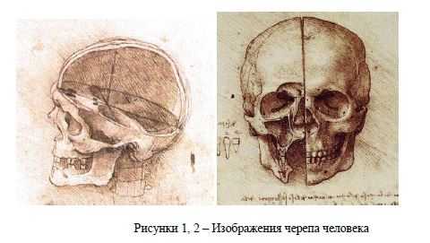 Животное на картине да винчи